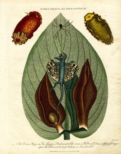 Doris;Draco;e Dracontium de John Pass