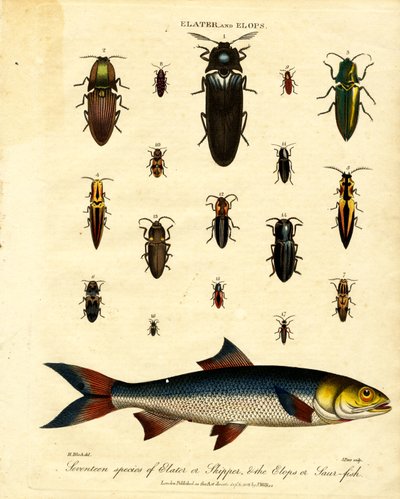Elater e Elops: Dezassete espécies de Elater ou Skipper; os Elops ou Saur-fish de John Pass
