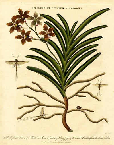 Epidendrum; Ephemera; e Erodius de John Pass