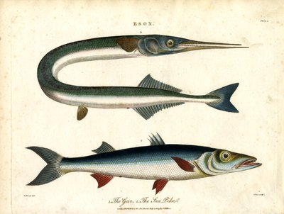 Esox: Gar e Sea Pike de John Pass