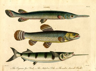 Esox: Espécies de lúcio e de peixe-espada de John Pass