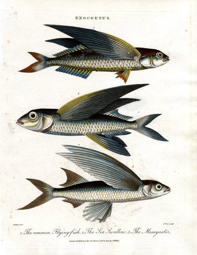 Exocoetus: Peixe voador de John Pass