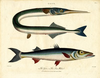 Gar e lúcio do mar de John Pass
