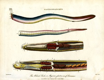 Gastrobranchus - O peixe cego ou peixe-carneiro de John Pass