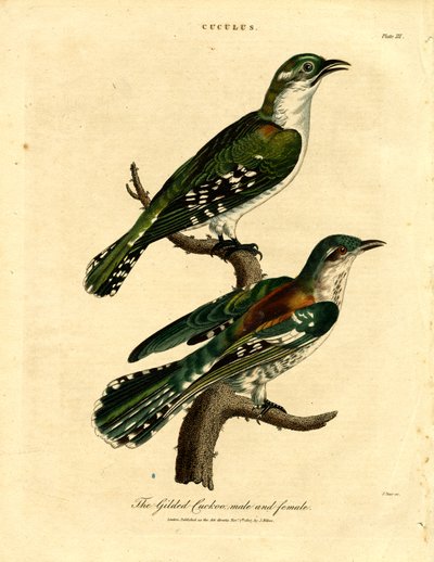 Cuco dourado macho e fêmea de John Pass