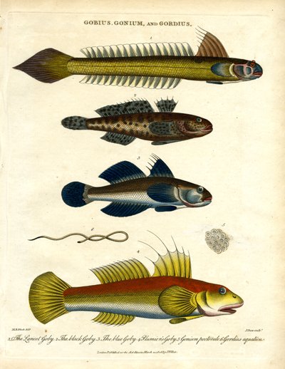 Gobius; Gonium e Gordius: Gobies e vermes de cabelo de John Pass