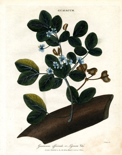 Guaiacum officinale - Lignum Vitae de John Pass