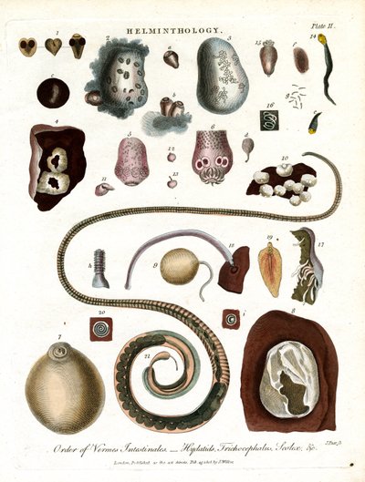 Helmintologia;Placa II - Ordem dos Vermes Intestinais de John Pass