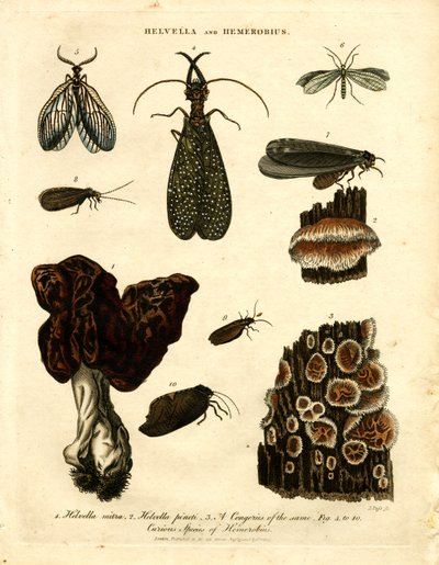 Helvella e Hemerobius de John Pass