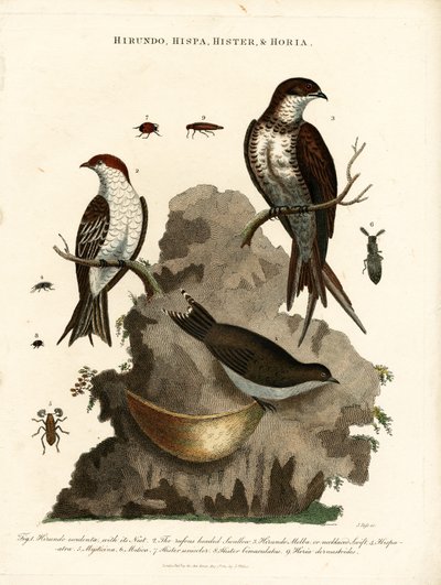 Hirundo;Hispa;Hister  Hortia: Andorinhas e escaravelhos de John Pass