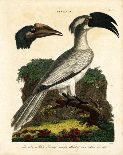 Calaus (Buceros) de John Pass
