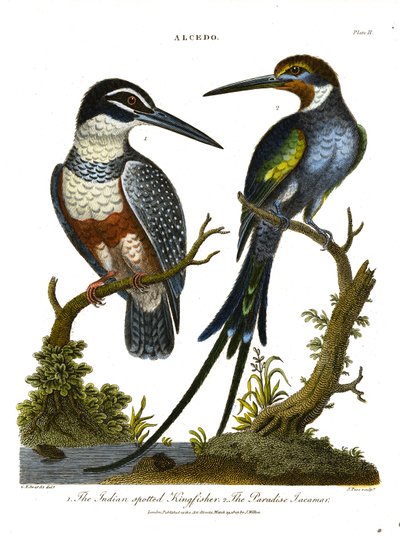 Guarda-rios (Alcedo): Guarda-rios indiano e Jacamar do Paraíso de John Pass