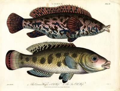 Labrus: Peixe-bruxa comum e peixe-bruxa do mar de John Pass