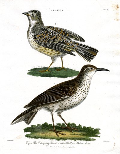 Espécies de cotovias - Cotovia e cotovia-africana de John Pass