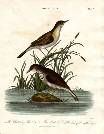 Motacilla: toutinegra-de-barrete e toutinegra-das-ilhas de John Pass