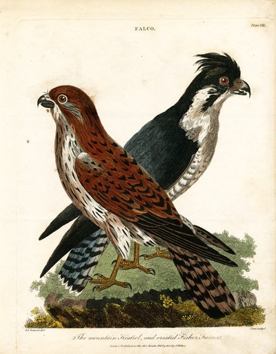 Peneireiro-das-torres e Falcão-pescador-de-crista de John Pass