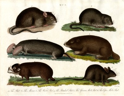 Mus: Ilustração de vários roedores do género Mus de John Pass