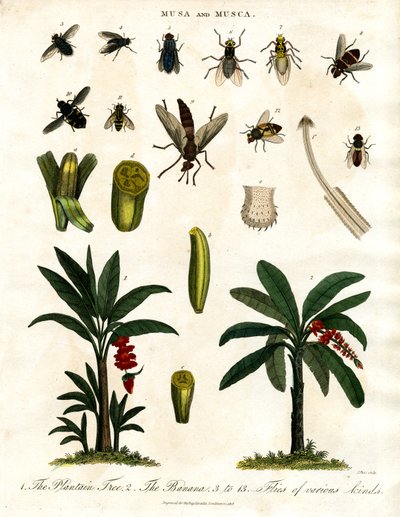 Musa e Musca - Bananeiras e várias espécies de moscas de John Pass