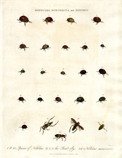 Escaravelhos Notoclea;Notonecta;e Notoxus de John Pass