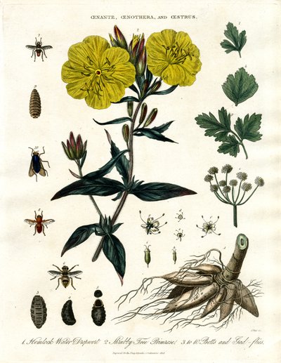 Oenanthe; Oenothera e Oestrus - Aguapé; Prímula e Moscas-das-garrafas de John Pass