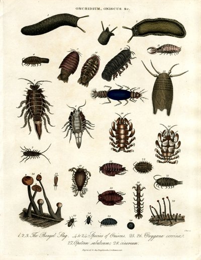 Onchidium;Oniscus e outros artrópodes de John Pass