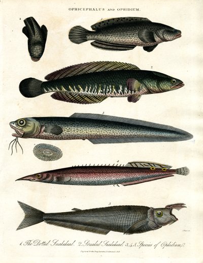 Ophicephalus e Ophidium de John Pass