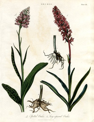 Orquídeas: Orquídeas manchadas e de esporas longas de John Pass