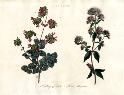 Espécies de Origanum: Manjerona de Creta e Manjerona Doce de John Pass