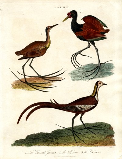 Espécies de Parra (Jacanas) de John Pass