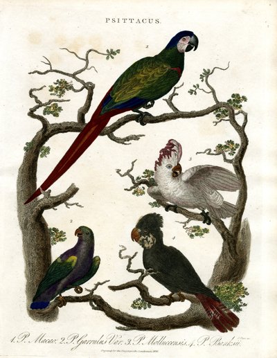 Papagaios (Psittacus) de John Pass
