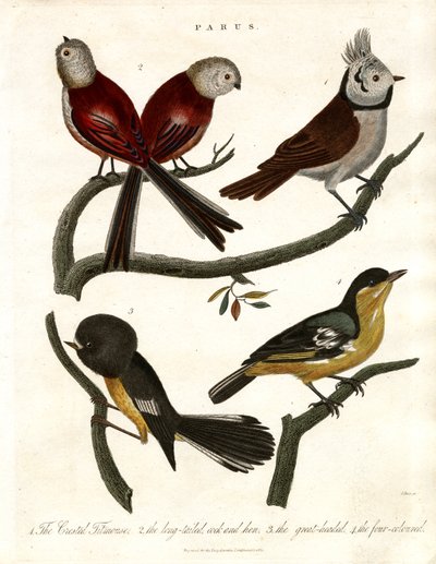 Parus: Titmice e Parids de John Pass