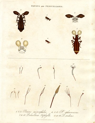 Pausus e Pedicellaria - Espécies de insectos de John Pass