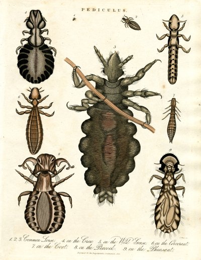 Pediculus - Várias espécies de piolhos de John Pass