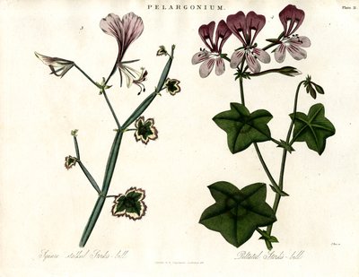 Espécies de Pelargonium (Bico de cegonha) de John Pass