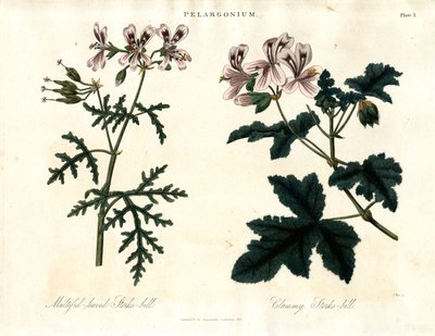 Espécies de Pelargonium: Cegonha-de-folha-múltipla e Cegonha-de-folha-pequena de John Pass