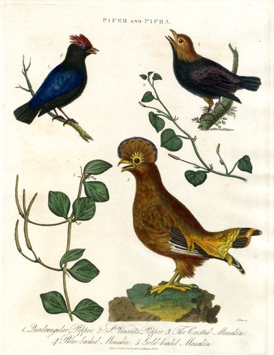 Pimenteiras e Manakins de John Pass