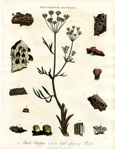 Peucedanum e Peziza de John Pass