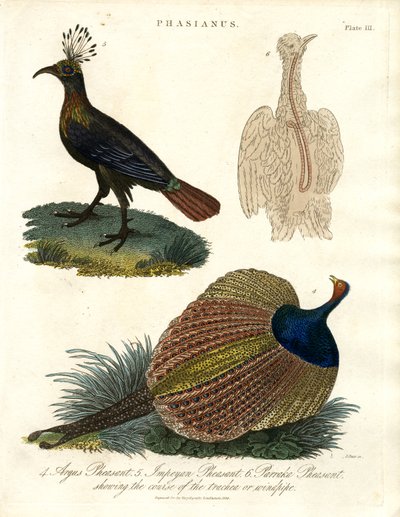 Phasianus (espécie de faisão) de John Pass