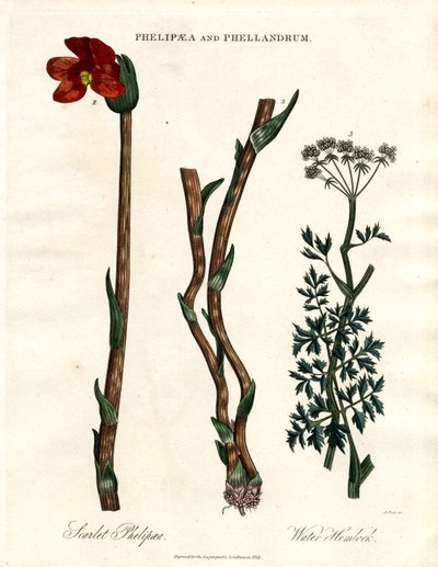 Phelipaea e Phellandrum de John Pass