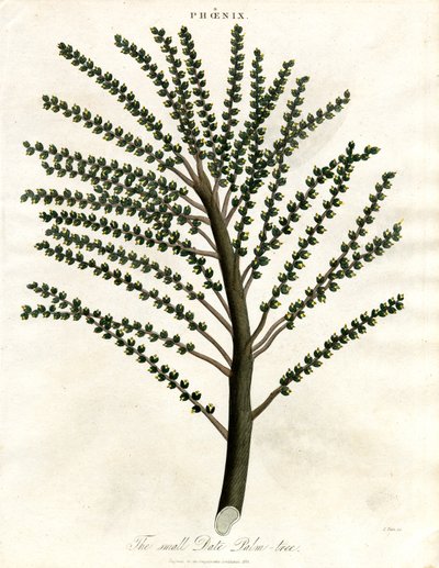 Fénix (Tamareira) de John Pass