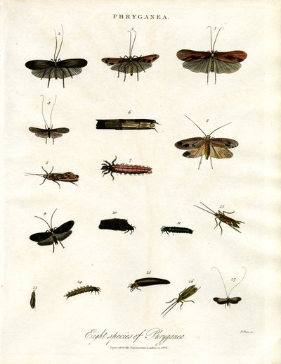 Phryganea - Caddisflies de John Pass