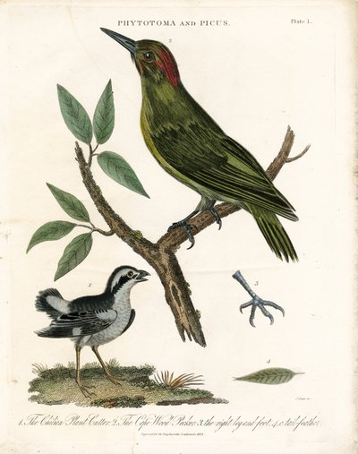 Phytotoma e pica-pau com pormenores anatómicos de John Pass