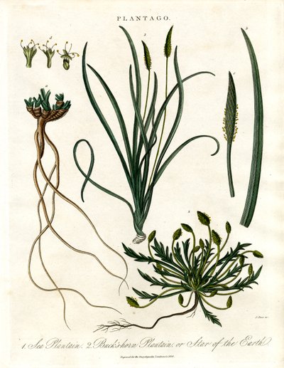 Espécies de Plantago de John Pass