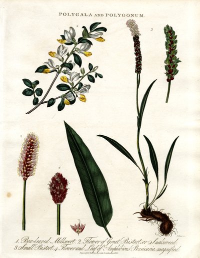 Polygala e Polygonum de John Pass