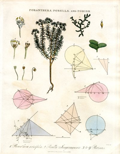 Poranthera; Porella e Porisms de John Pass