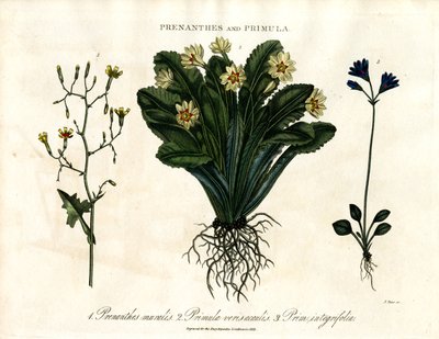 Prenanthes e Primula: Alface de parede; Prímula e Prímula de folhas inteiras de John Pass