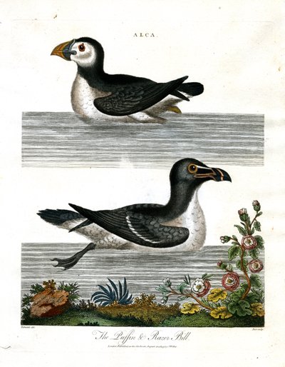 Puffin e Razor Bill (Alca) de John Pass