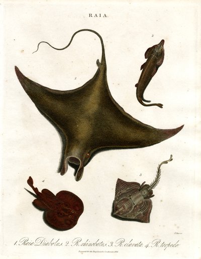 Espécies de raia (Rays) de John Pass