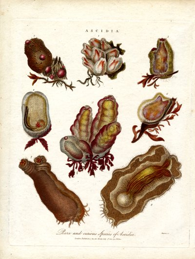 Espécies raras e curiosas de Ascidia de John Pass
