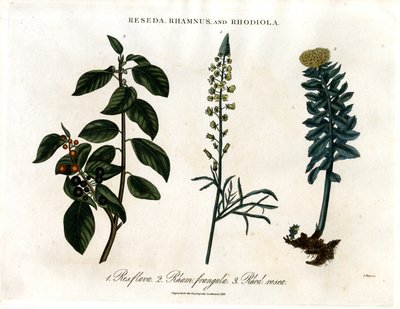Reseda; Rhamnus e Rhodiola de John Pass